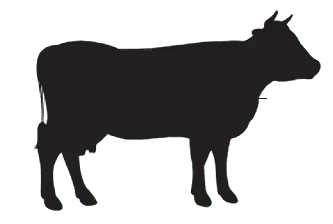 Annkoot Pashu Aahar - Cattle Feed Manufacturer 24 Annkoot Pashu Ahar